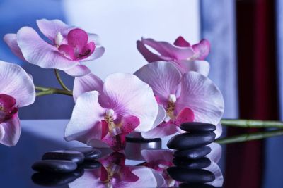 purple and white orchids on table