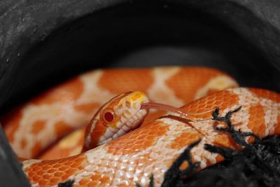 orange snake