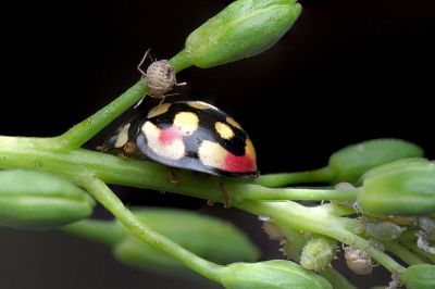 yellow and black ladybug on plant