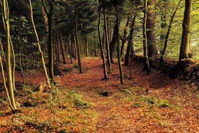 a forest of thin trees