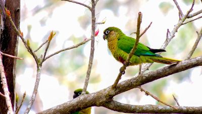 parakeet on the tree branch