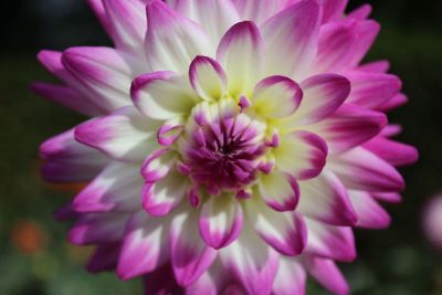 magenta tipped dahlia