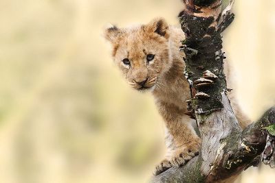 lion cub in tree