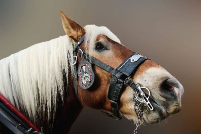 horse with white mane