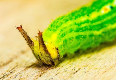 caterpillar with horns