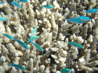 blue fish with coral