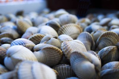 lots of shells