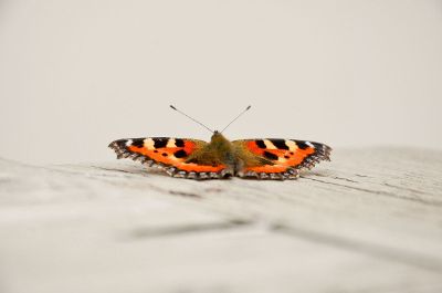 a butterfly on the ground