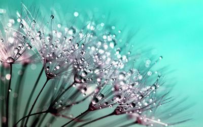 flowers with dew drops