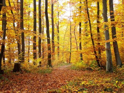 fall leaves on trees in a forest