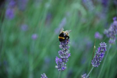 bee investigating flower