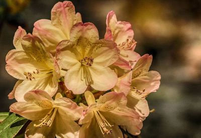 small flower cluster