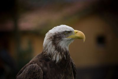 an eagle with yellow beak