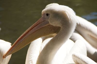 photo of a swan