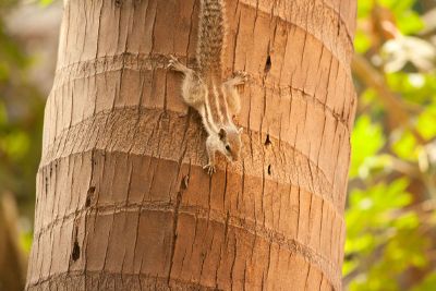 chipmunk on tree