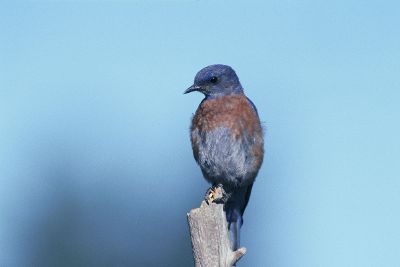 blue bird sitting on stick