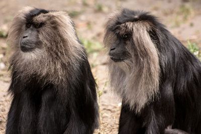 sitting baboons