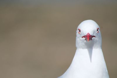 white bird staring