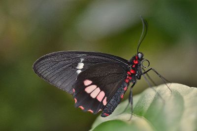 butterfly on the leaf