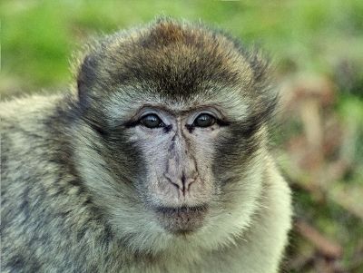 gray monkey with closed mouth