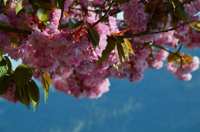 flowers and the sky