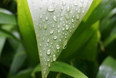 rain on leaf