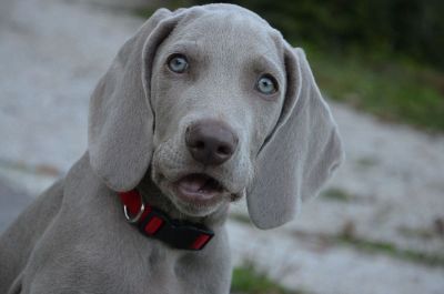 grey puppy in red collar