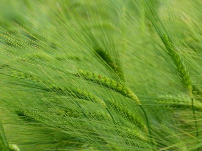 wheat stalks