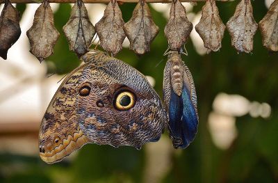 butterfly emerging from cacoon