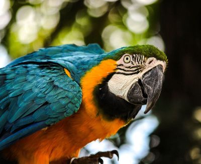 blue green and yellow parrot