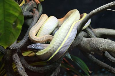 snake on branch