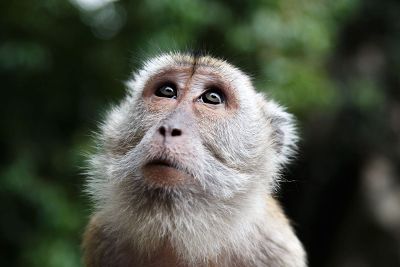 single monkey