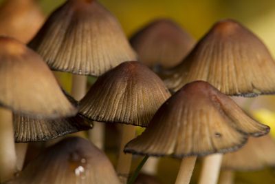 row of tall mushrooms