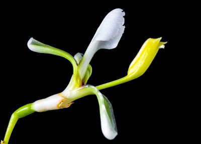 white flower blooming