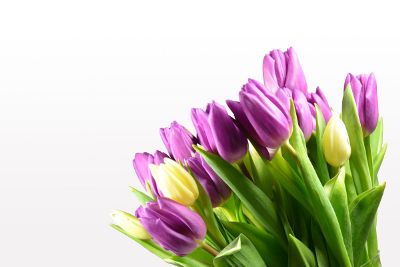 purple tulips