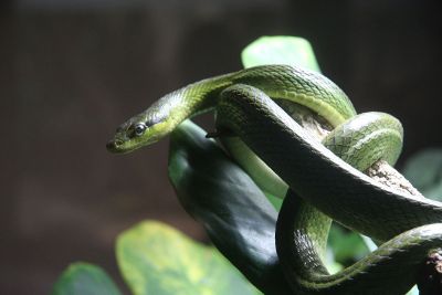 snake on a limb