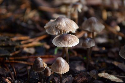 group of wild mushrooms