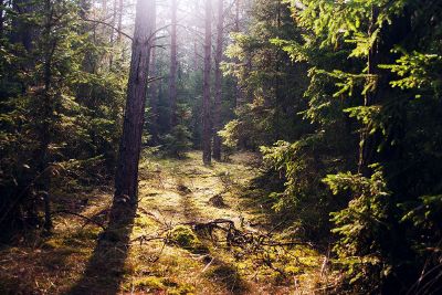 sunny dense forest