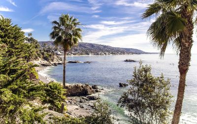 palms on beach