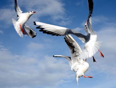still shot of seagulls aloft