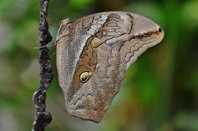 moth climb