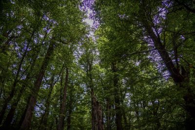 sunlit tree canopy