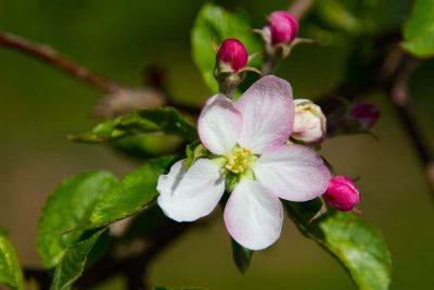 pink and white flower on green leaves