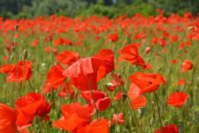 fields of red poppy flowers