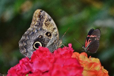 two butterflies on flower