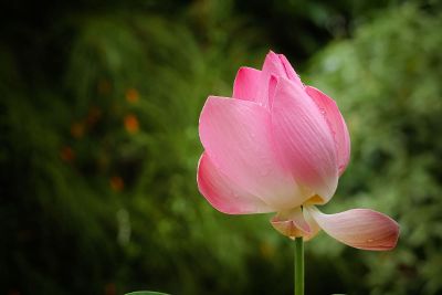 wet flower