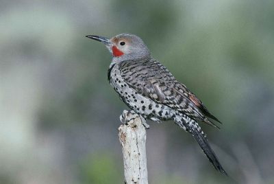 speckled bird on a stick