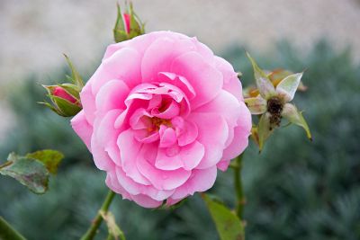 pink flower with buds