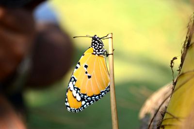 butterfly resting on a stick