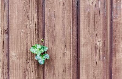 ivy on a wood fence